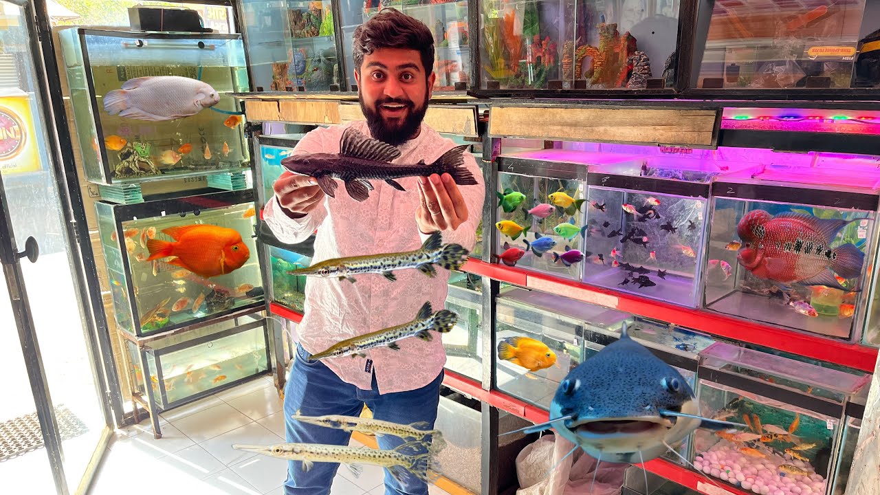 Mere Life Ka First Big Size Pleco Fish Liya Aaj 