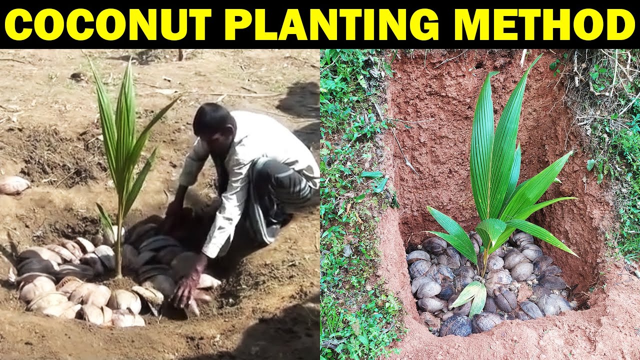 COCONUT PLANTING METHOD | How to Plant Coconut Tree at Home | How to grow coconut tree from Seed