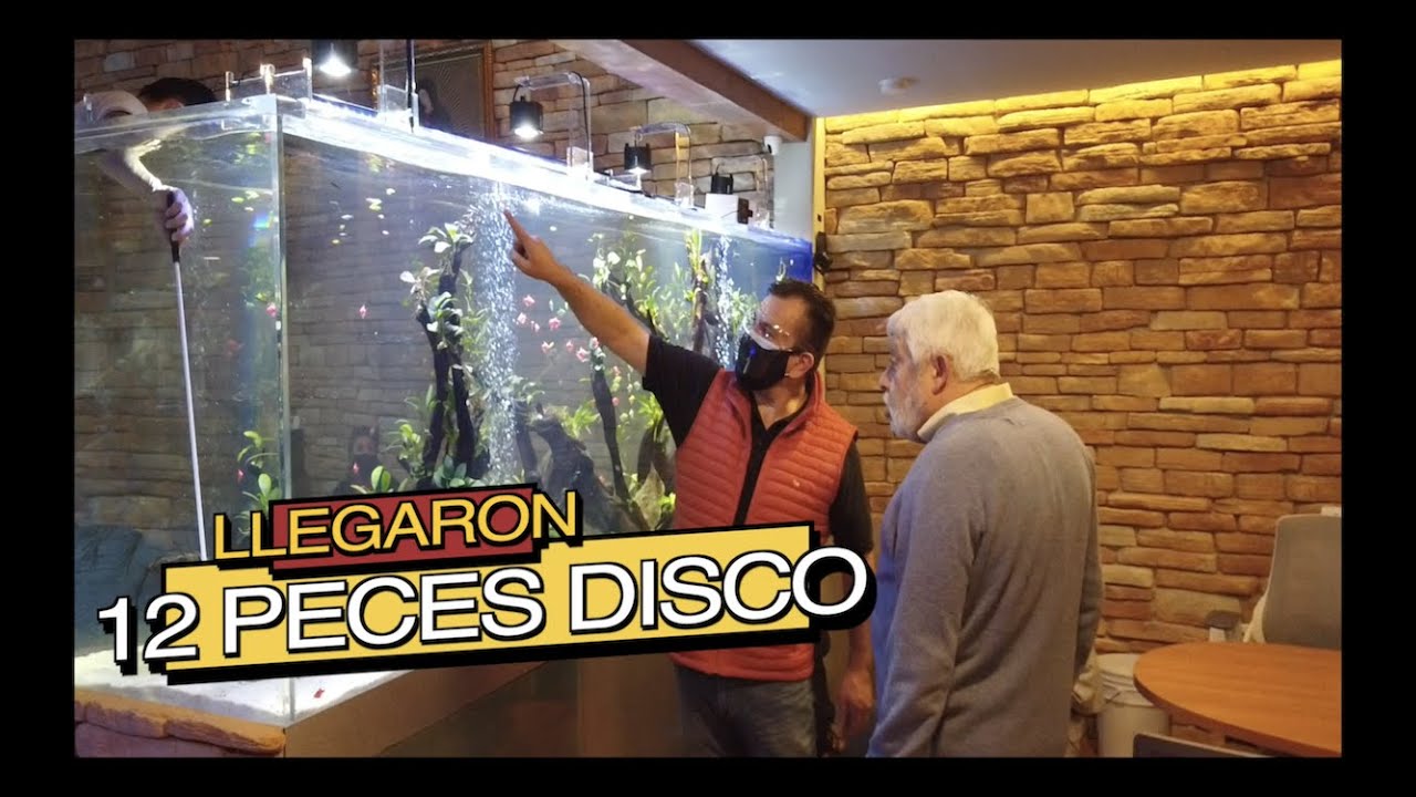 LLEGARON LOS PECES DISCO AL ACUARIO DE JAIME MAUSSAN||||||😉🐟🐠