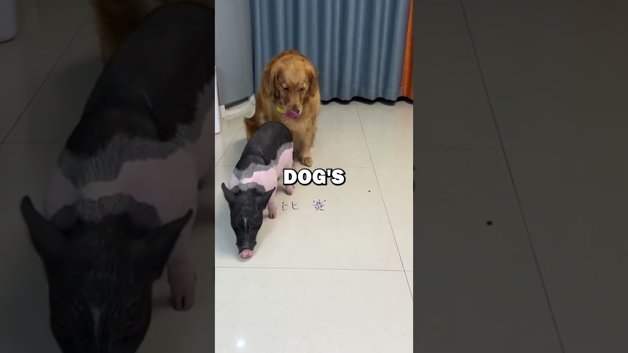 DOG AND PIG RACE! #pets #cute #dogs #pig #funny