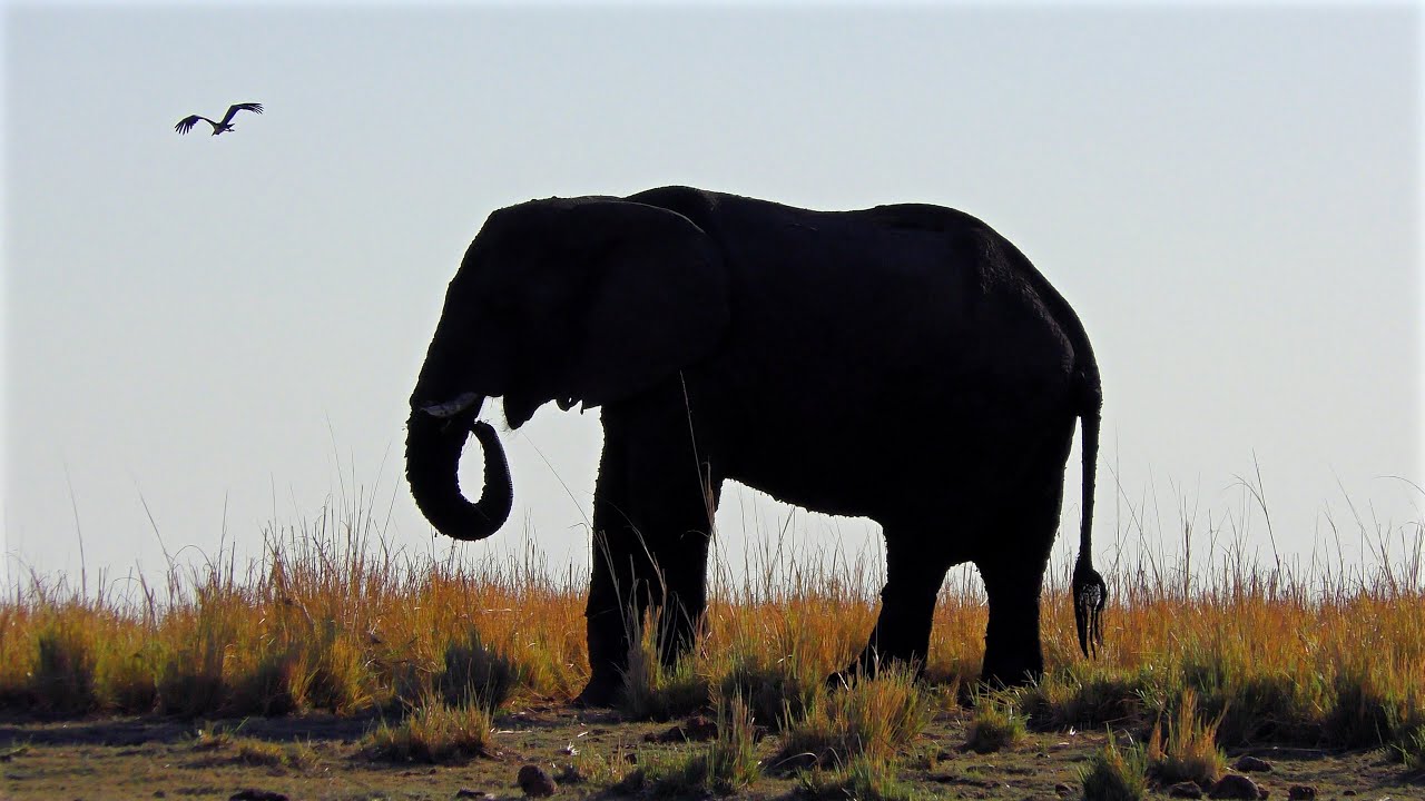 Chobe National Park: Elephants, Crocodile, Buffalo, Lizard & Baboons