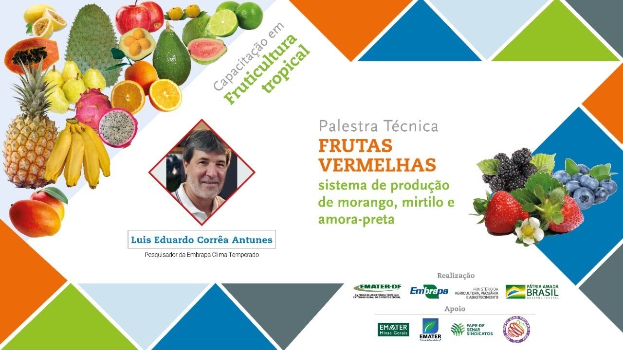 Frutas Vermelhas: sistema de produção de morango, mirtilo e amora-preta