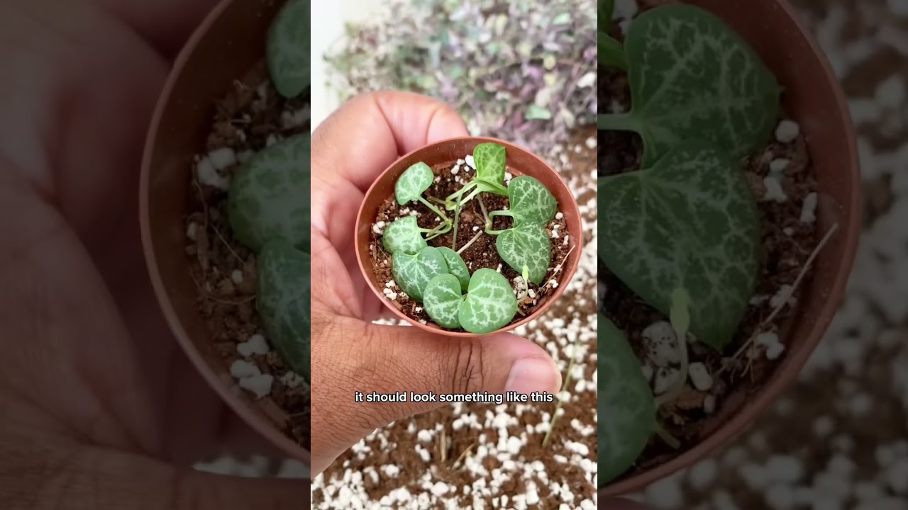 Как размножить цепочку сердец - #растения #комнатныерастения #комнатныерастения #советыпорастения...