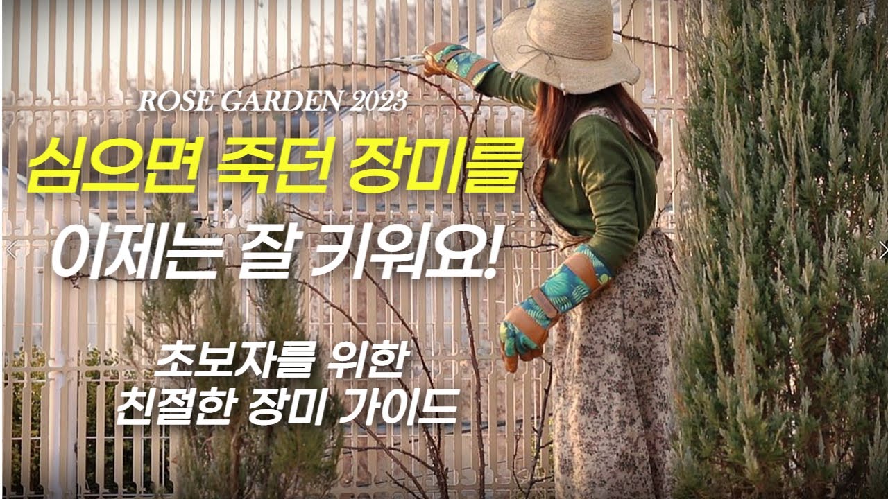 초보자를 위한 친절한 장미 가이드! 매번 심으면 죽던 장미를 이제는 잘 키워요. 장미 키우기/장미 아치를 이용한 장미 정원가꾸기/ 독일장미와 영국장미 추천