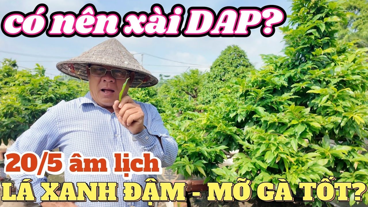 20/5 ÂL lá mai xanh đậm hay mỡ gà tốt hơn? Út Đực Mạnh Hùng chia sẻ kinh nghiệm dùng DAP & phân nước