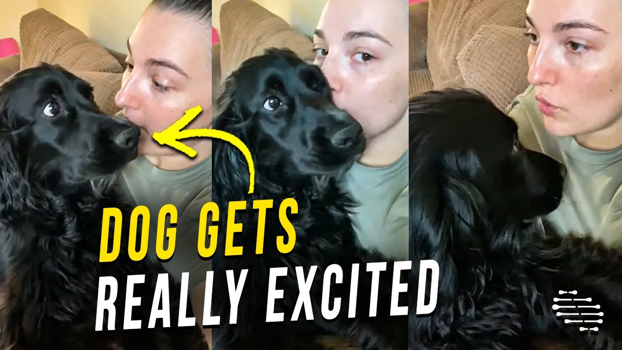Dog Gets Really Excited When Owner Asks if It Wants to Go for a Walk