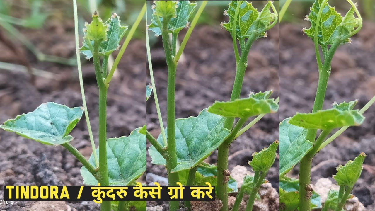 kundru ki kheti | kundru ki bel kaise lagaye | tindora kaise grow kre | कुंदरू / टिंडोरा की खेती
