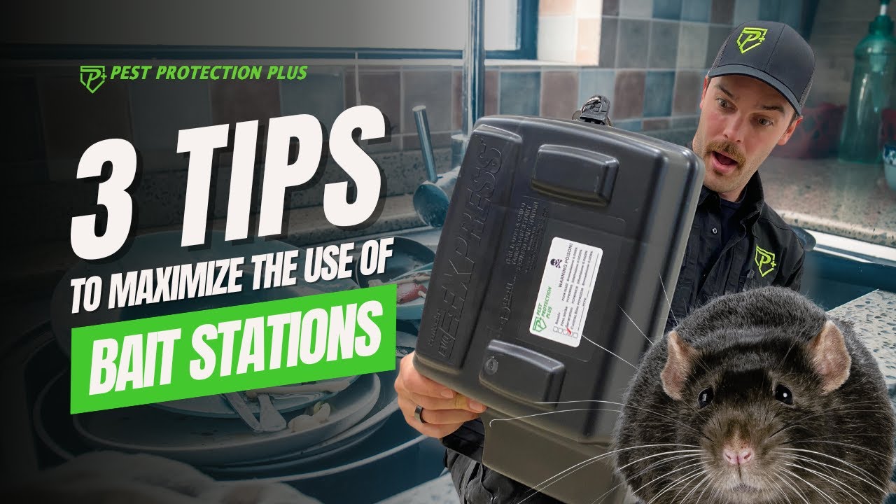 How To Use Rodent Bait Stations Properly