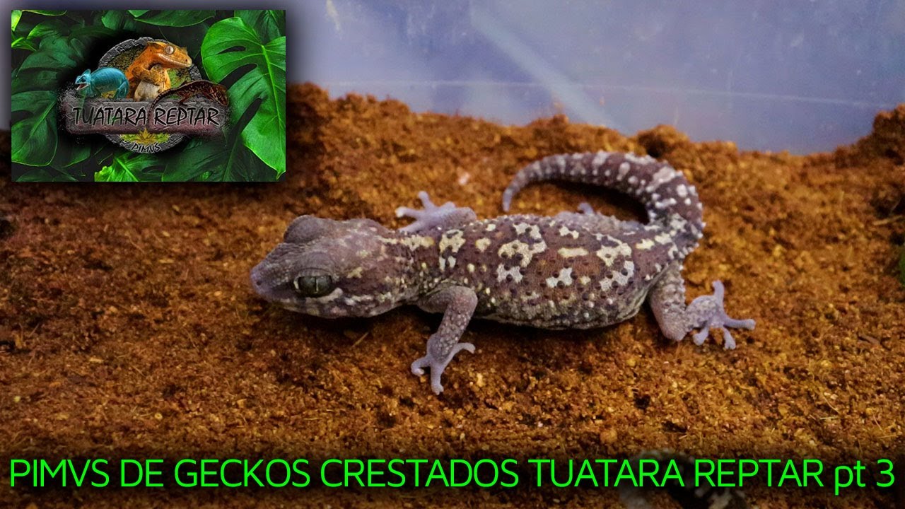 TUATARA REPTAR PIMVS DE GECKOS CRESTADOS Y GECKOS PANTERA | PAROEDURA PICTA | REPTILES | pt 3 |