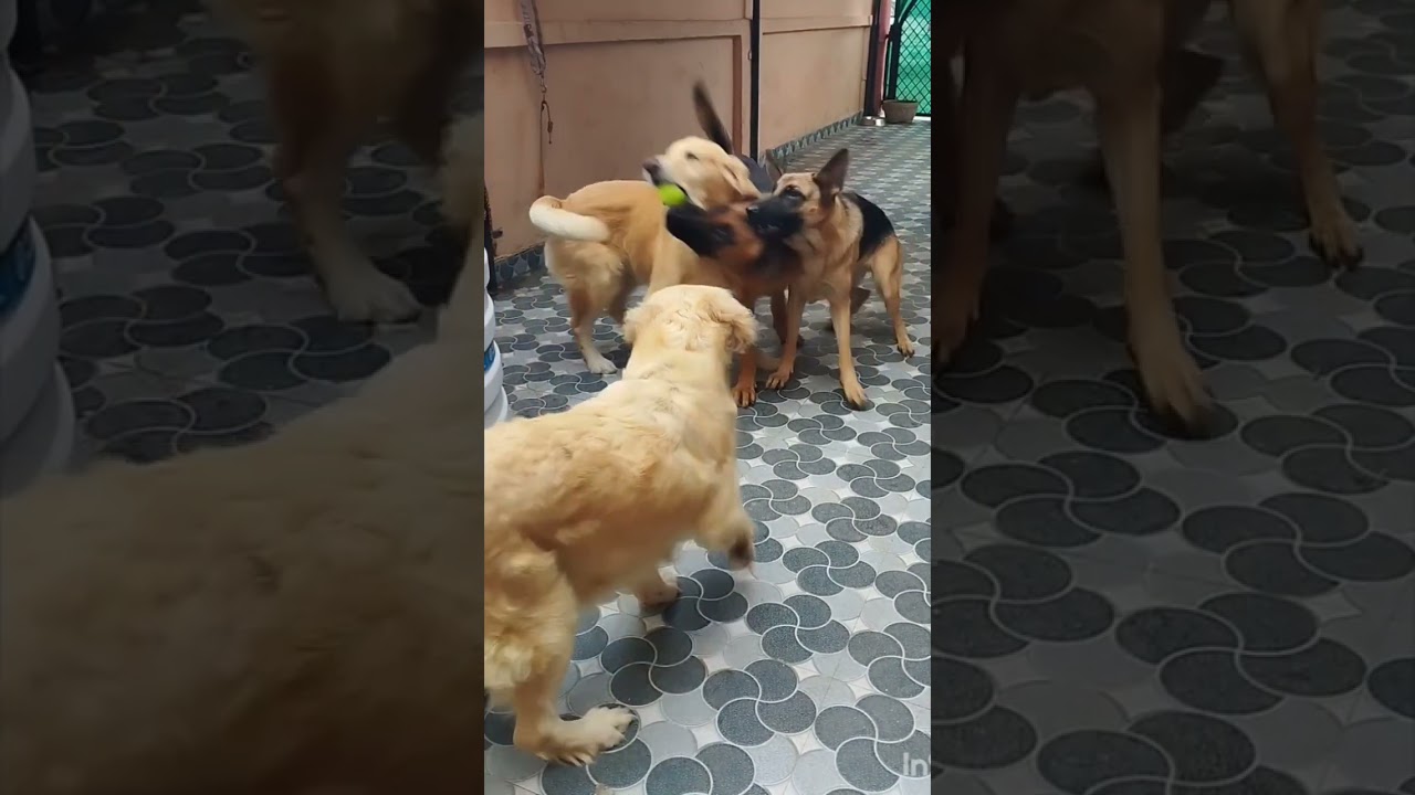 "Unleashing the Joy of Fetch! 🎾🐶 