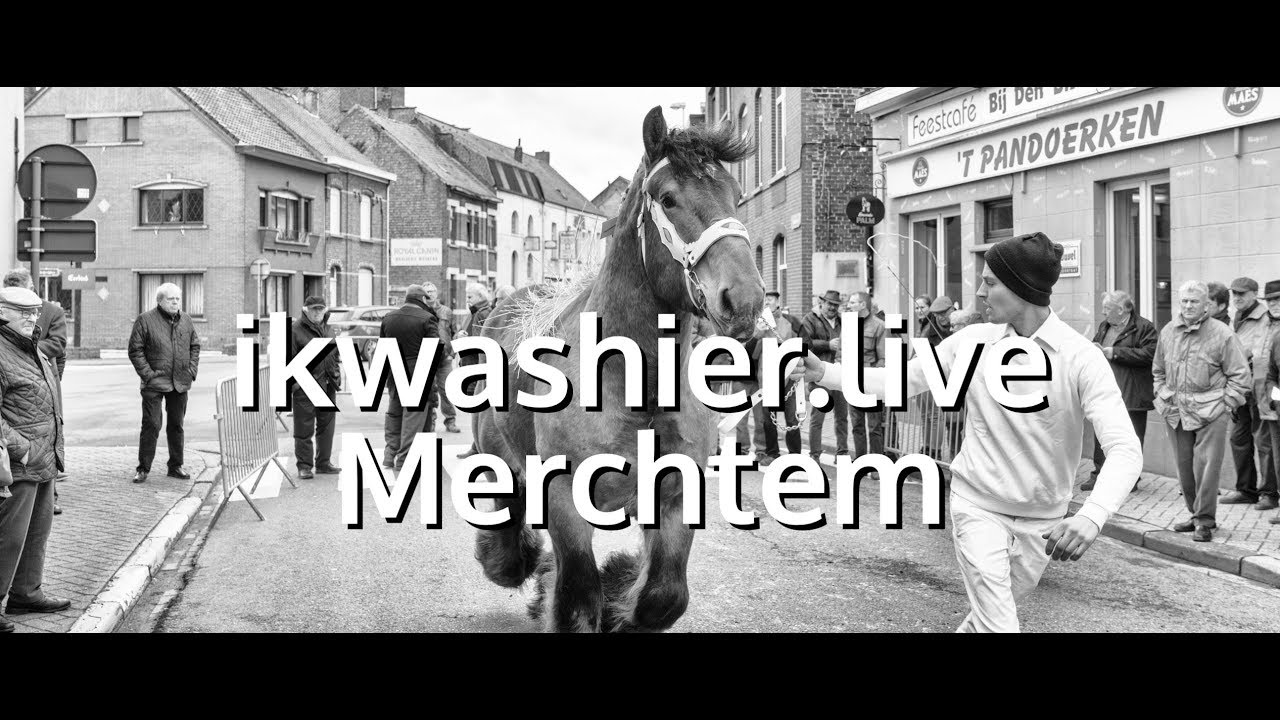 Belgisch Trekpaard / Belgian Draft Horse: Bijgevoegde Hengstenkeuring - ikwashier.live in Merchtem