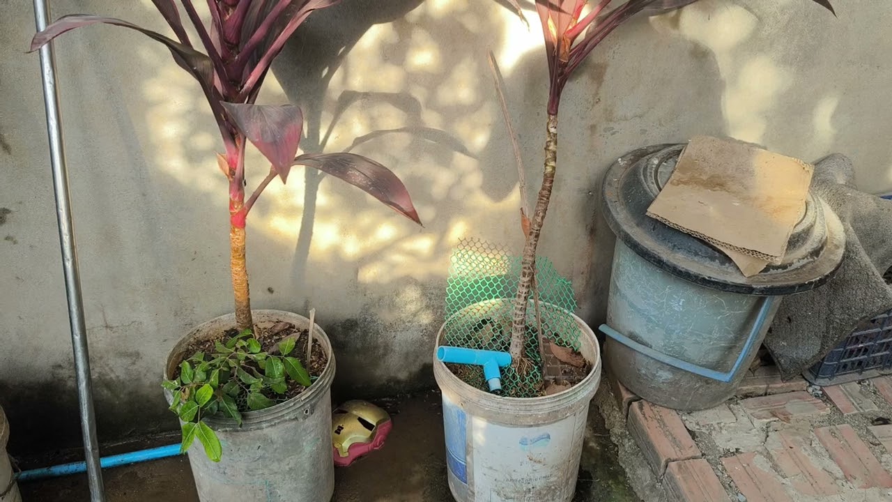 Grow Ti plant in pot at home