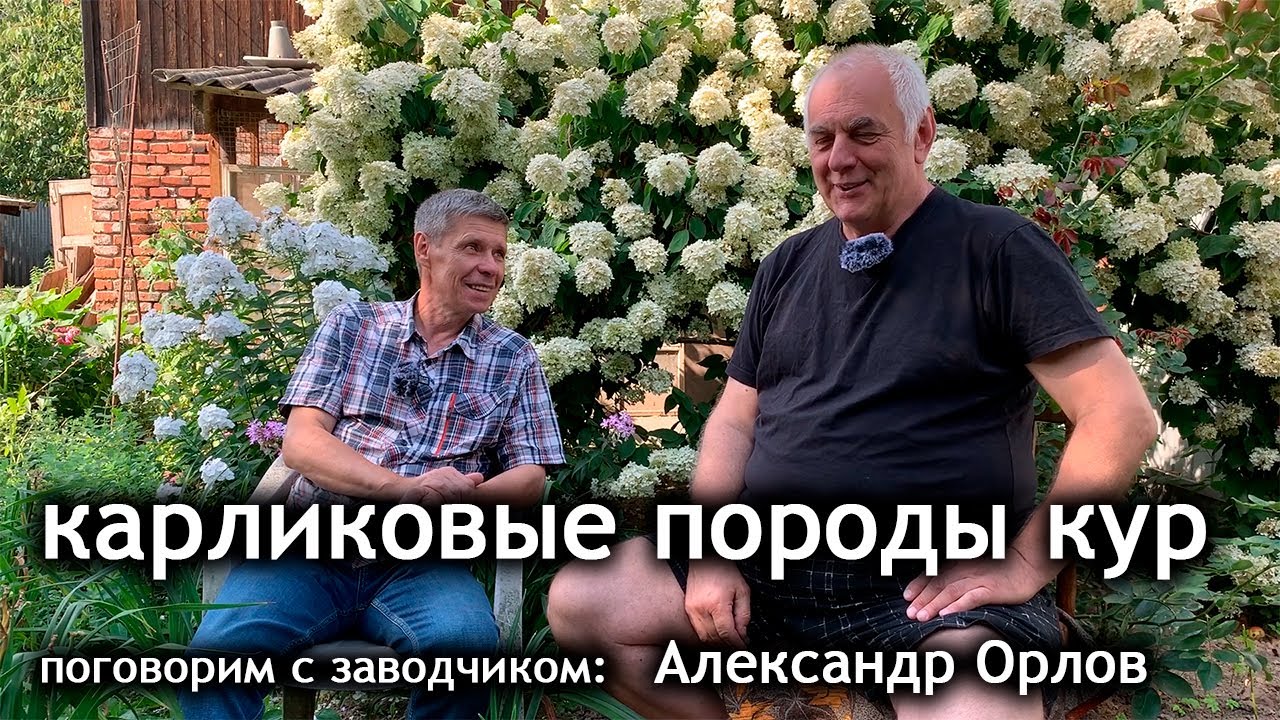 Карликовые куры. Разговор с заводчиком Александром Орловым. Делимся опытом.