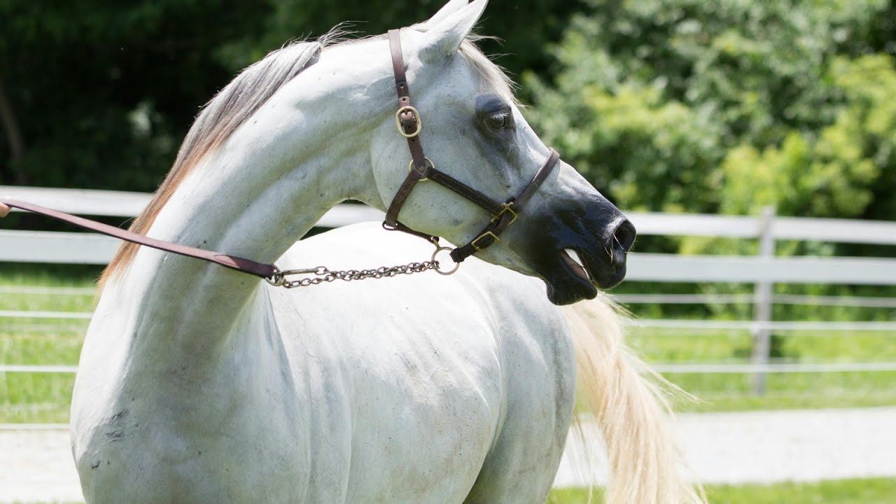 Horse Myths: A Journey Through Legends and Cultures: WanderWildlife