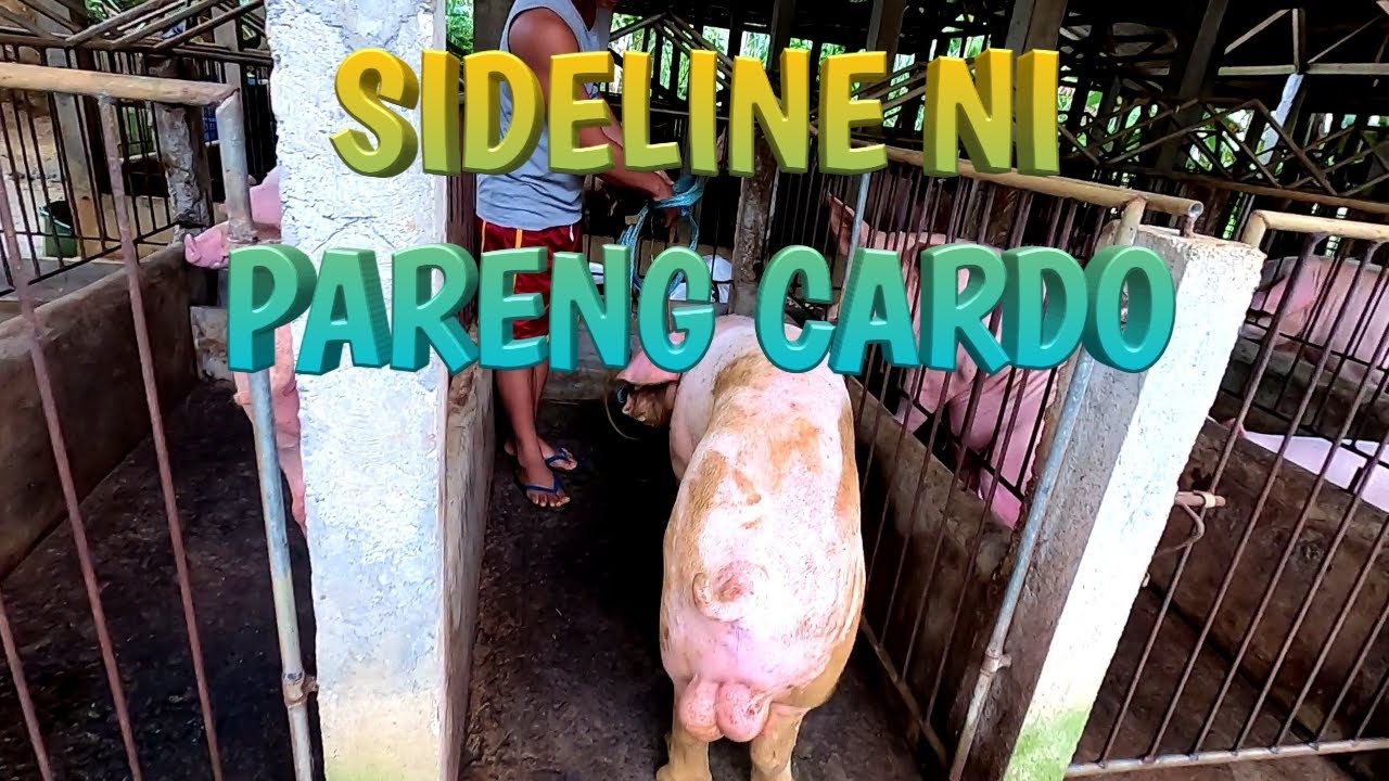 THE EXTRA INCOME WHEN HAVING YOUR OWN BOAR | TERZAGHI TV