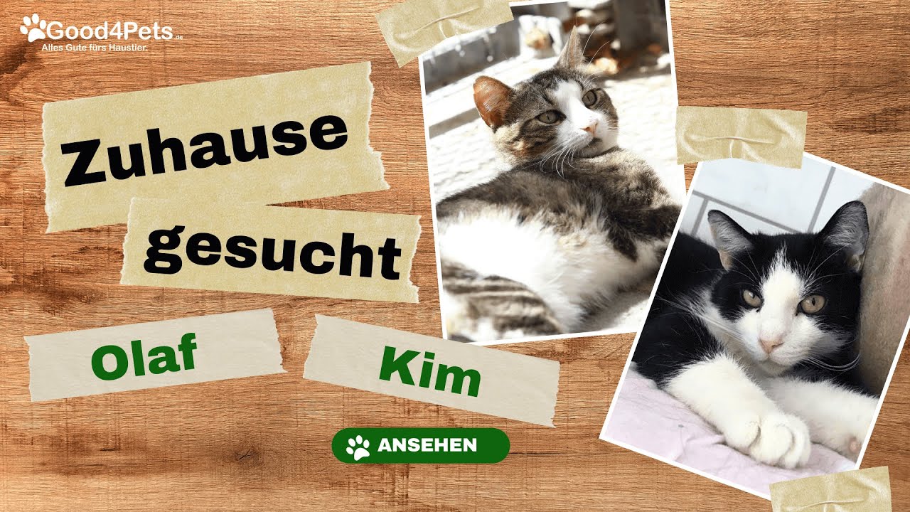 Zuhause gesucht - OLAF und KIM vom Tierheim Aachen | Good4Pets.de