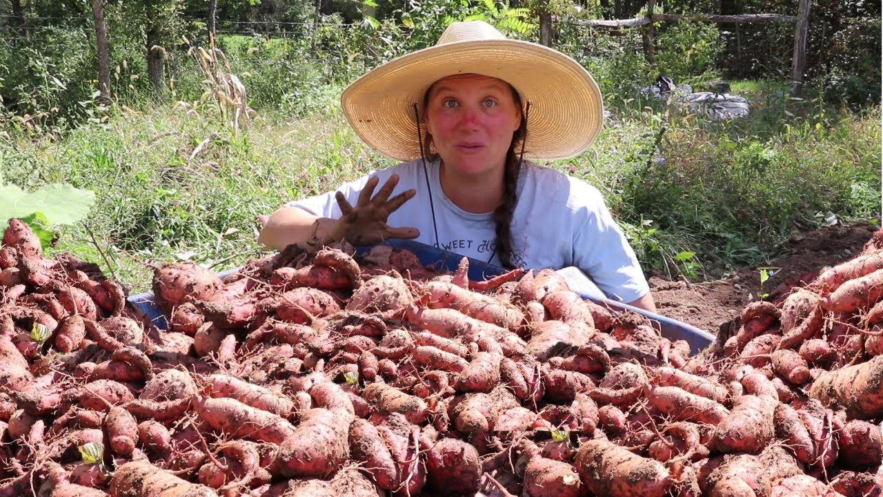 THE Survival GARDEN that KEEPS ON GIVING! (Massive October Sweet Potatoes Harvest)