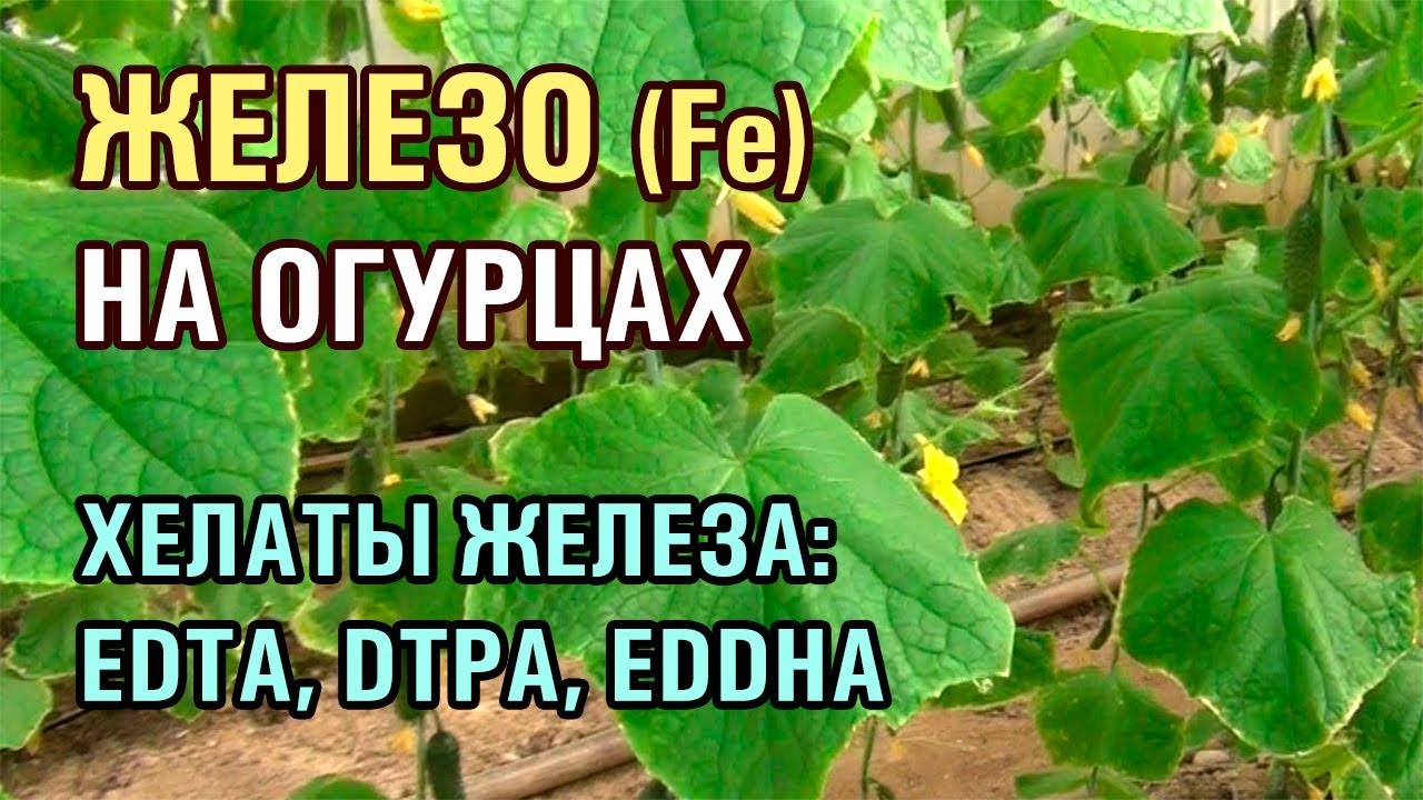 ЖЕЛЕЗО НА ОГУРЦАХ - ХЕЛАТЫ ЖЕЛЕЗА EDTA, DTPA, EDDHA (28-01-2019)