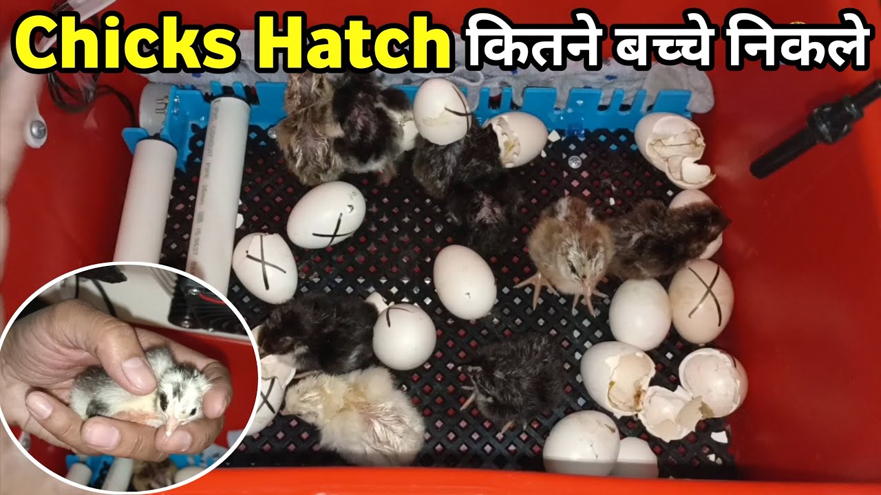 Hen's Chicks Hatched | Incubator Successful | Kitne Bache Nikle