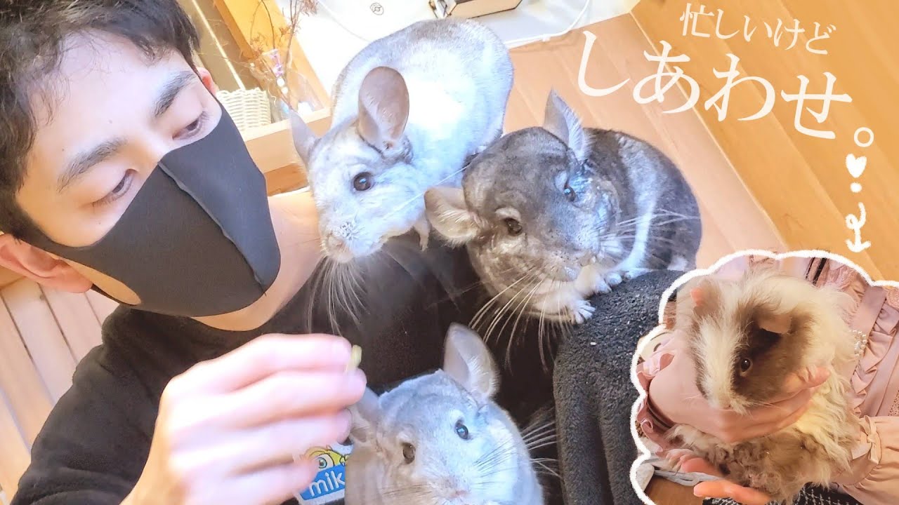 Неожиданный праздник для хозяина, у которого живут 9 грызунов