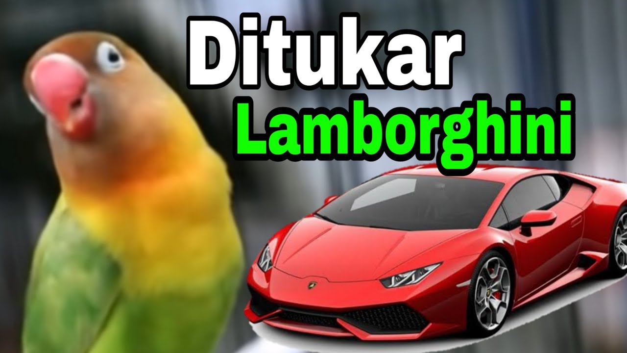 Burung Lovebird Termahal Di Dunia
