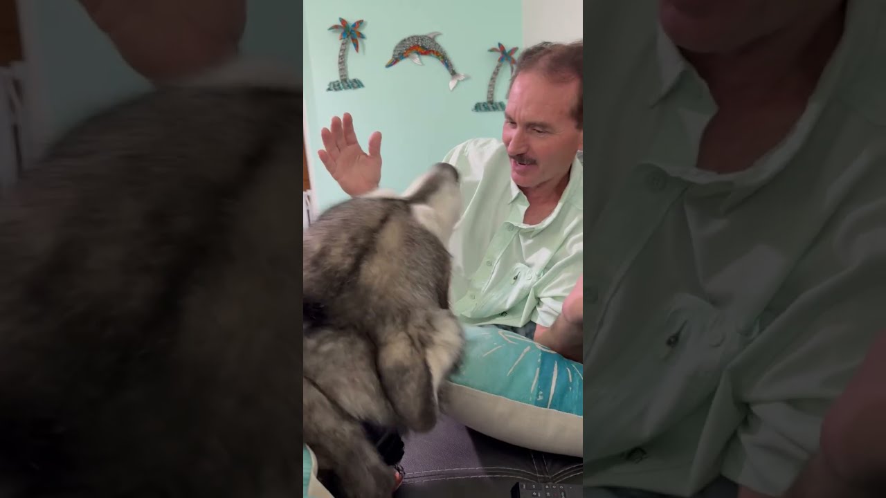 Giant Malamute Loves To Harass His Humans #alaskanmalamute #husky