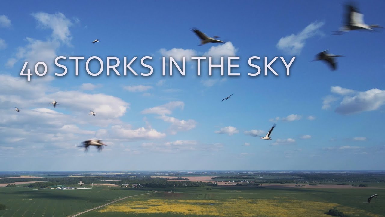 40 Storks in the Sky over Belarus. Very close. Drone.