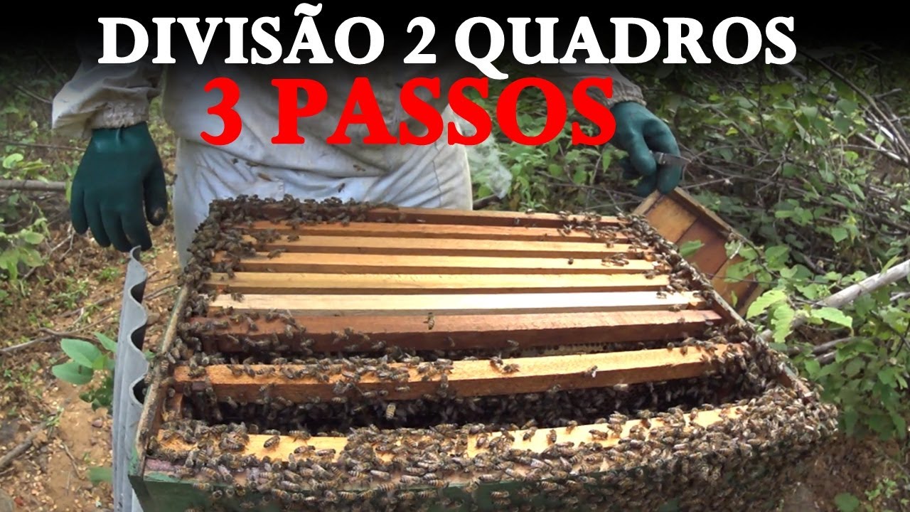 DIVISÃO DE COLMEIAS COM 2 QUADROS | 1º ESCOLHENDO 2 QUADROS, 2º REALEIRAS, 3º POSTURA