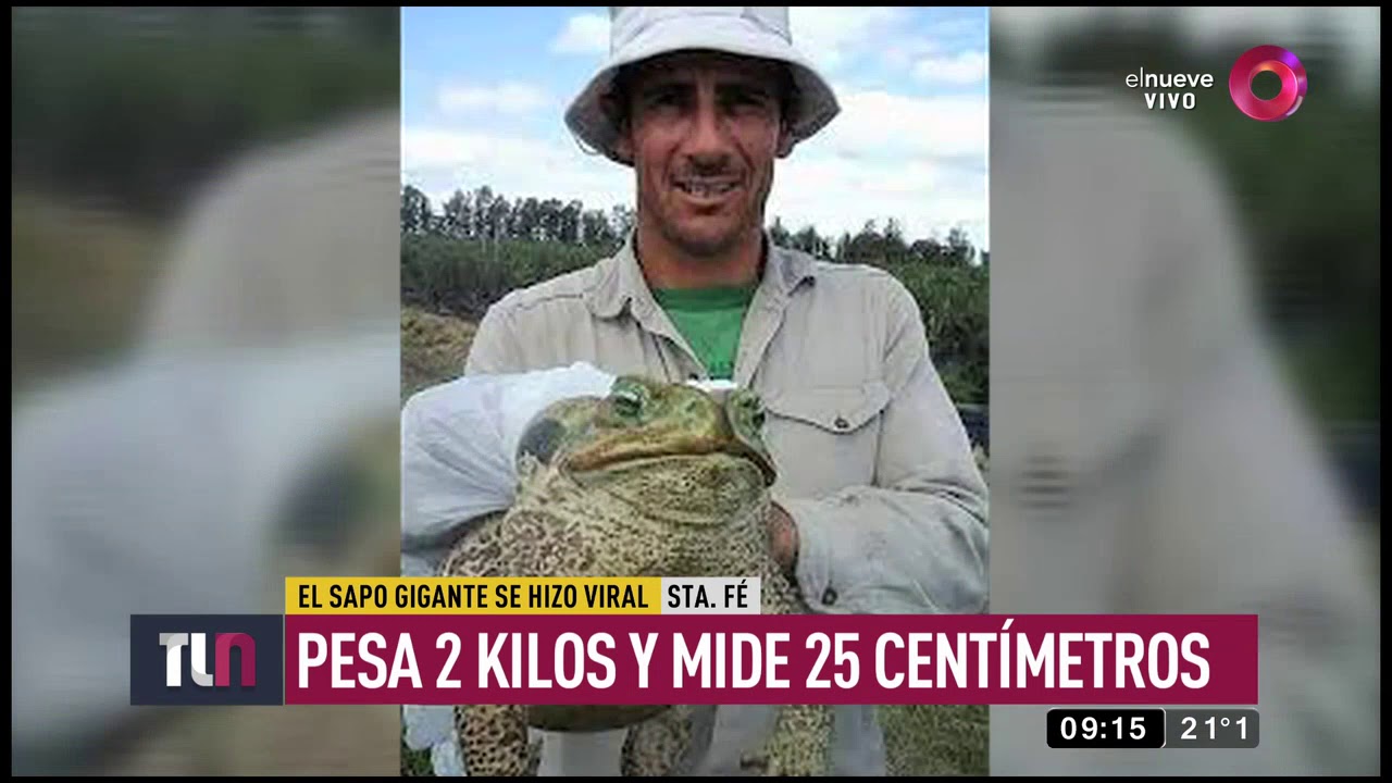 El sapo gigante que se hizo viral