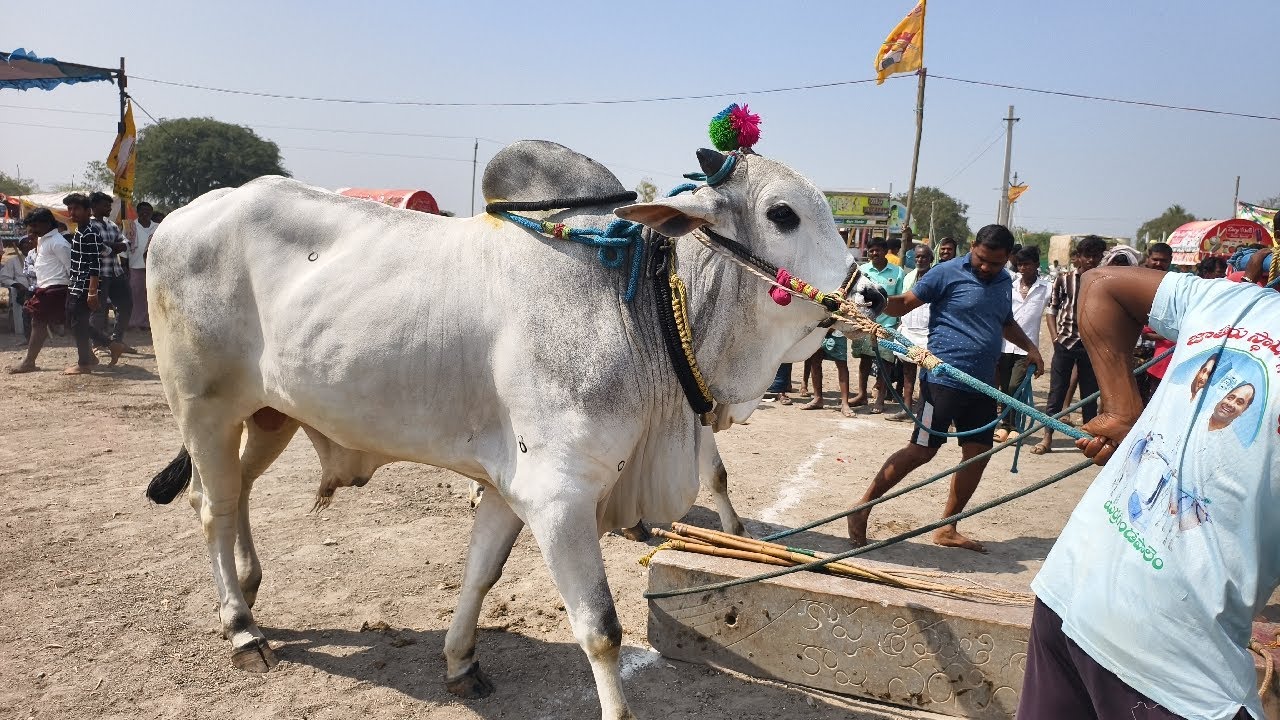 2026-ఒంటరిదిన్నె గ్రామం 4 పళ్ళు విభాగం 1వ జతగా