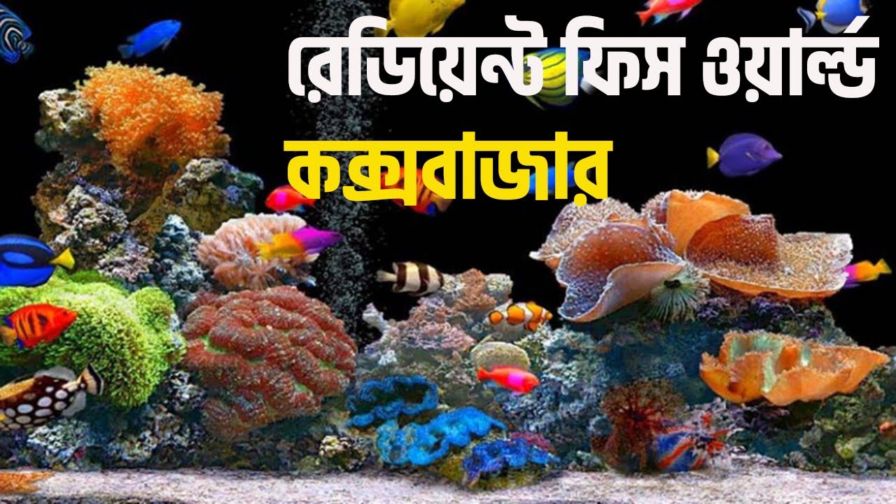 Radiant Fish World Cox’s Bazar  | গভীর সমূদ্রের রহস্য  | সাগর তলের আজব জগৎ
