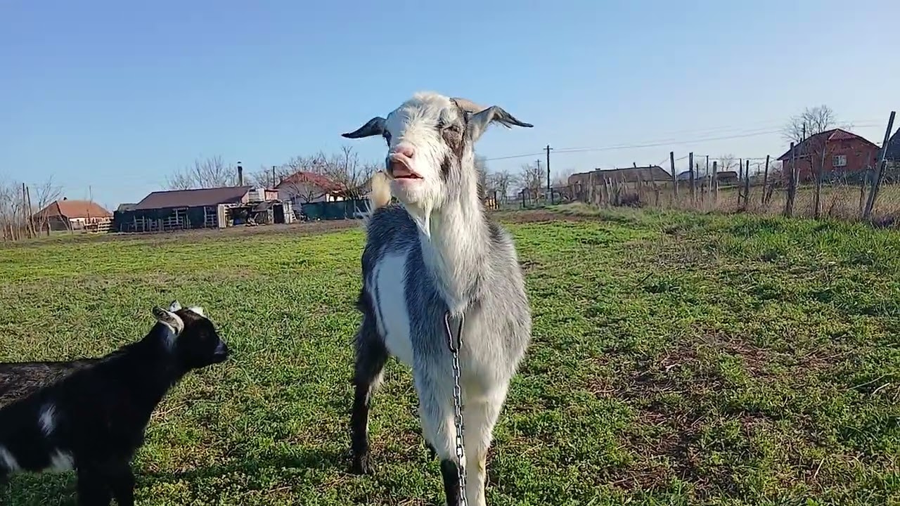 Capre🐐🐐🐐