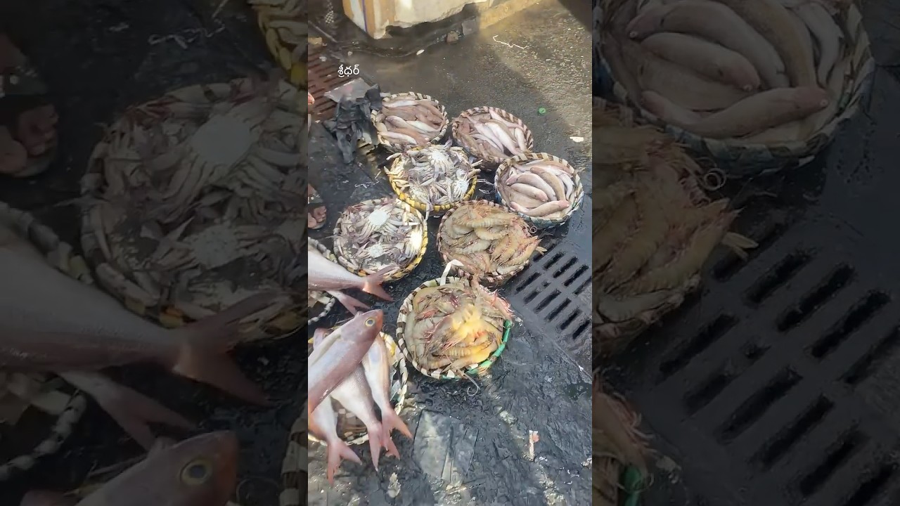 800K + VIEWS  FRESH  SEA FOOD SALES/KASIMEDU FISH MARKET/CHENNAI 🇮🇳