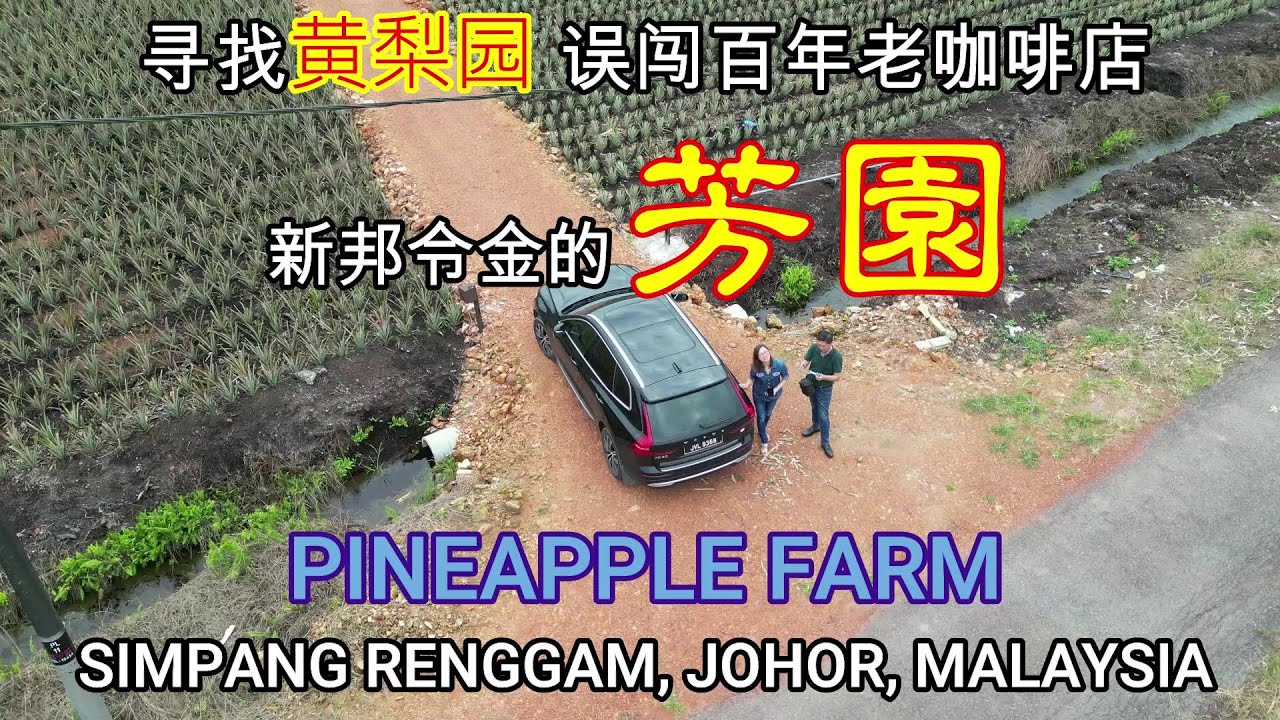 【新邦令金黄梨园】的风情; 隐藏的百年咖啡店“芳园” Simpang Renggam Pineapple Farm , 你不会来就太可惜了