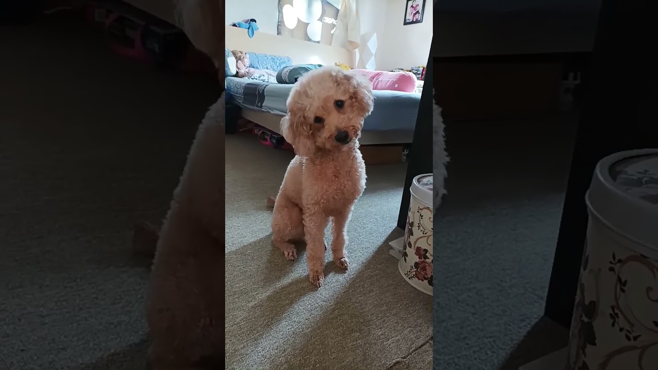 включи этот звук, чтобы увидеть реакцию твоей собаки #собака #любитель_собачек #пудель