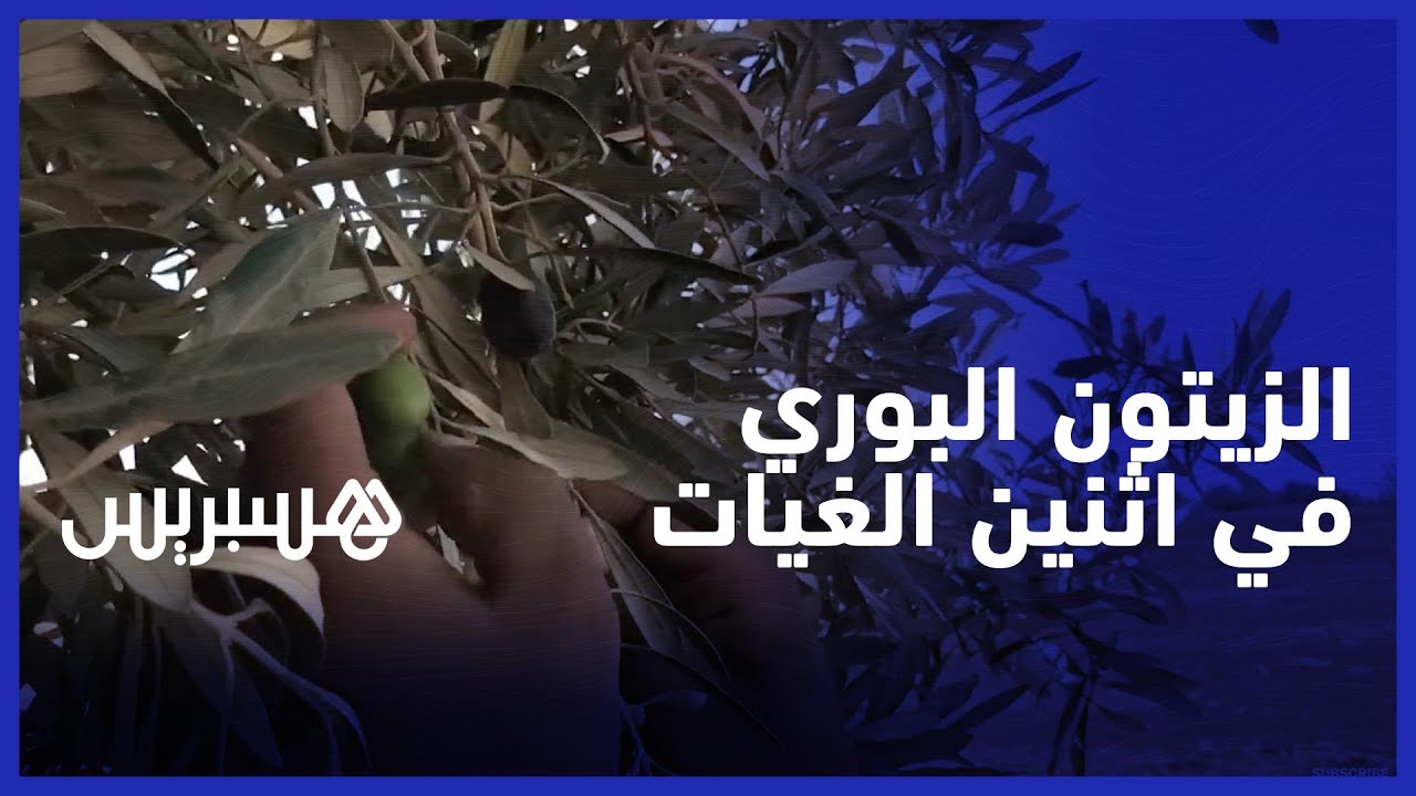 تأثر محصول زراعة شجر الزيتون البوري في منطقة اثنين الغيات نواحي آسفي
