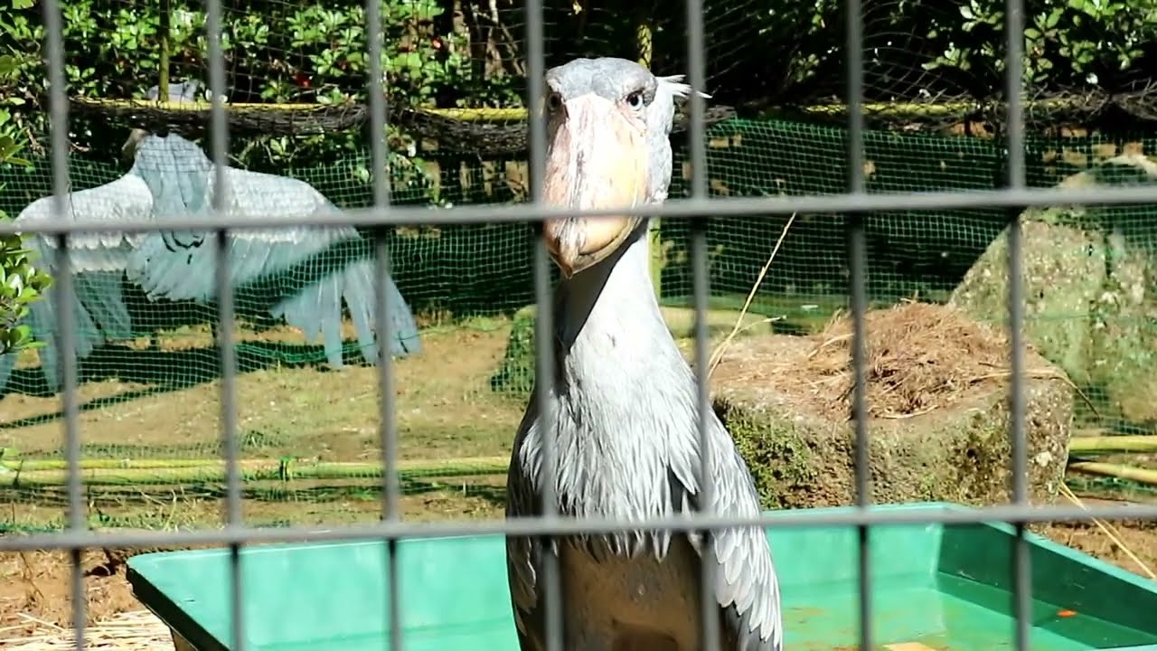ハシビロコウさん達《127》同じお庭で過ごし始めたしずかさん(手前)とじっと君。じっと君、来園18 周年おめでとう♪(’-’*)♪　20230715 Shizuka and Jitto.