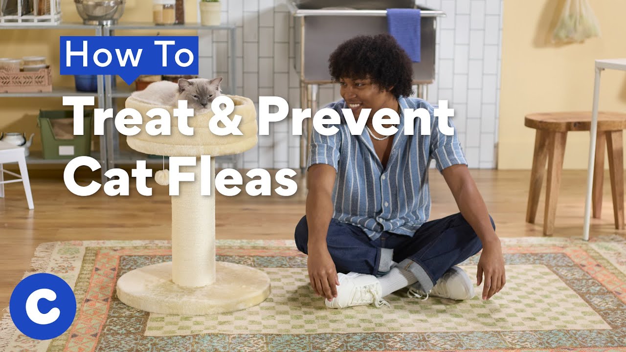 How To Treat & Prevent Cat Fleas | Chewtorials