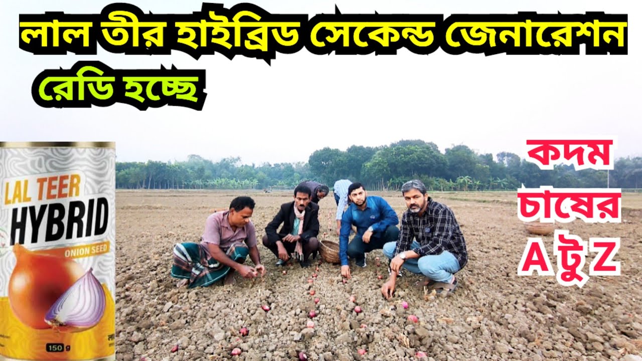 লাল তীর হাইব্রিড সে‌কেন্ড জেনা‌রেশন পেঁয়াজ বীজ রে‌ডি হ‌চ্ছে