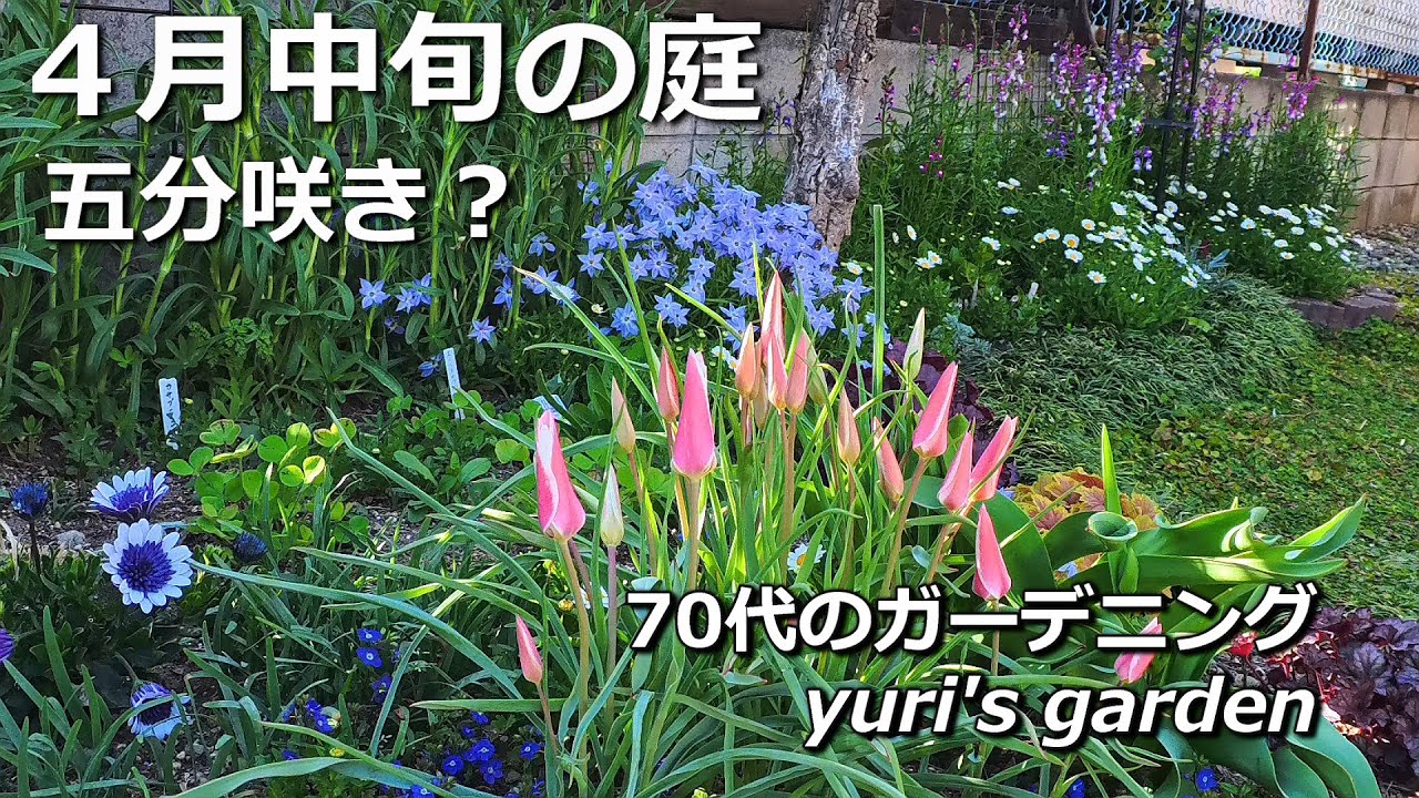 ４月中旬の庭は五分咲き？　リナリア　原種チューリップ　水仙　球根