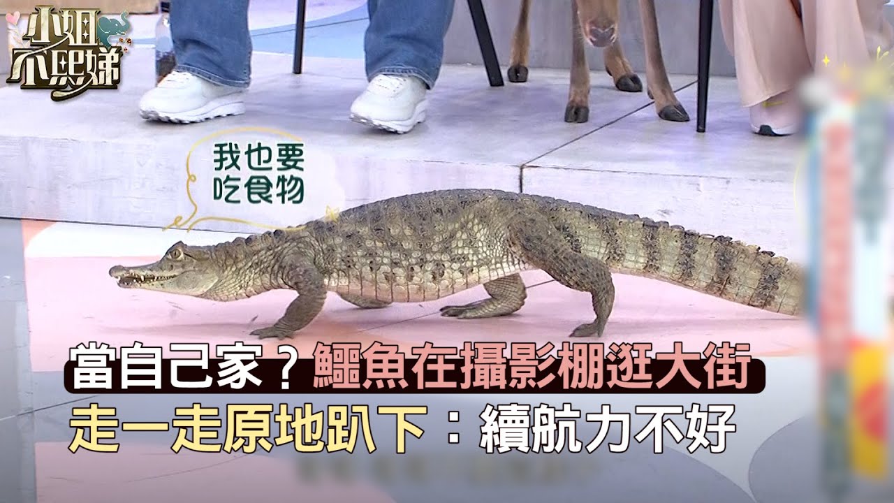 當自己家？鱷魚在攝影棚逛大街 走一走原地趴下：續航力不好！#小姐不熙娣【精華】