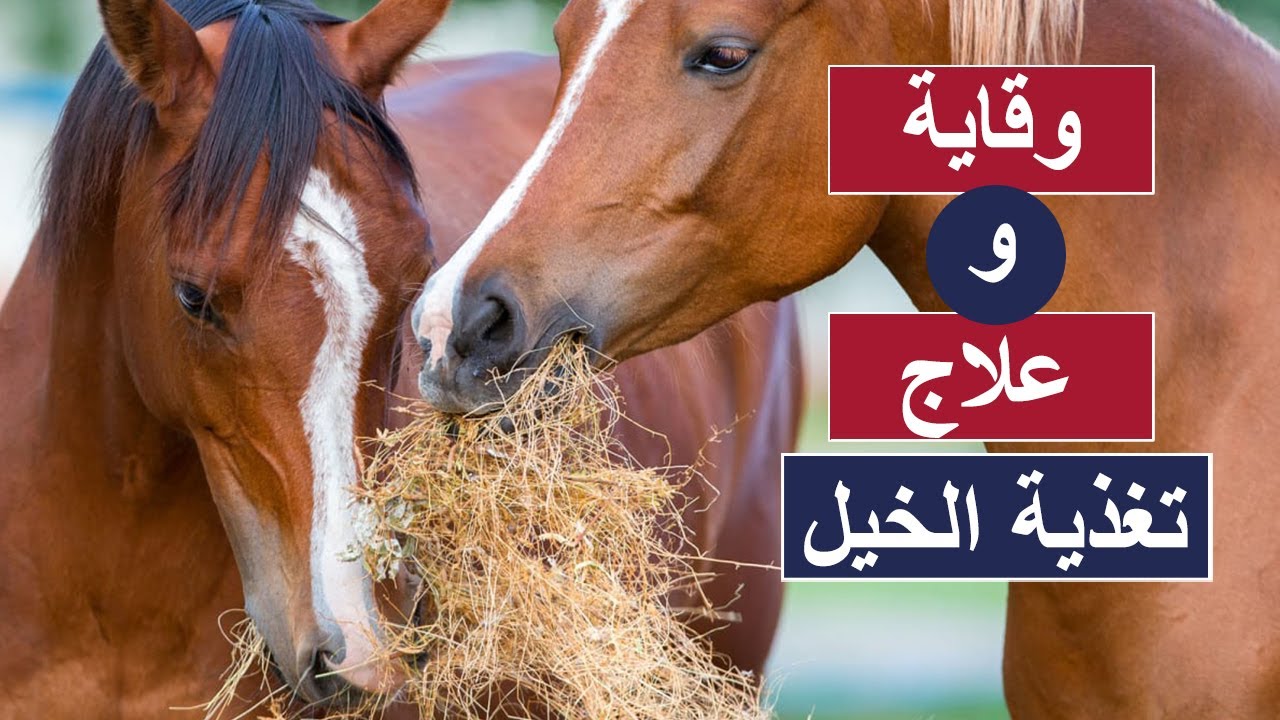 تعلم أكثر عن تغذية الخيل ( وقاية وعلاج )  -علاج الخيل الهزيلة - تغذية الخيل فى الصيف والشتاء