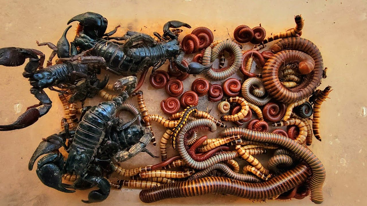 Worm,Scorpion, Black Millipede,red Millipede, white Millipedes Spotted 