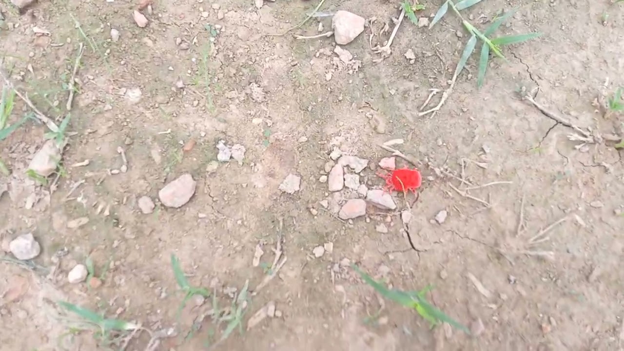 jungle Hara Hara jungle