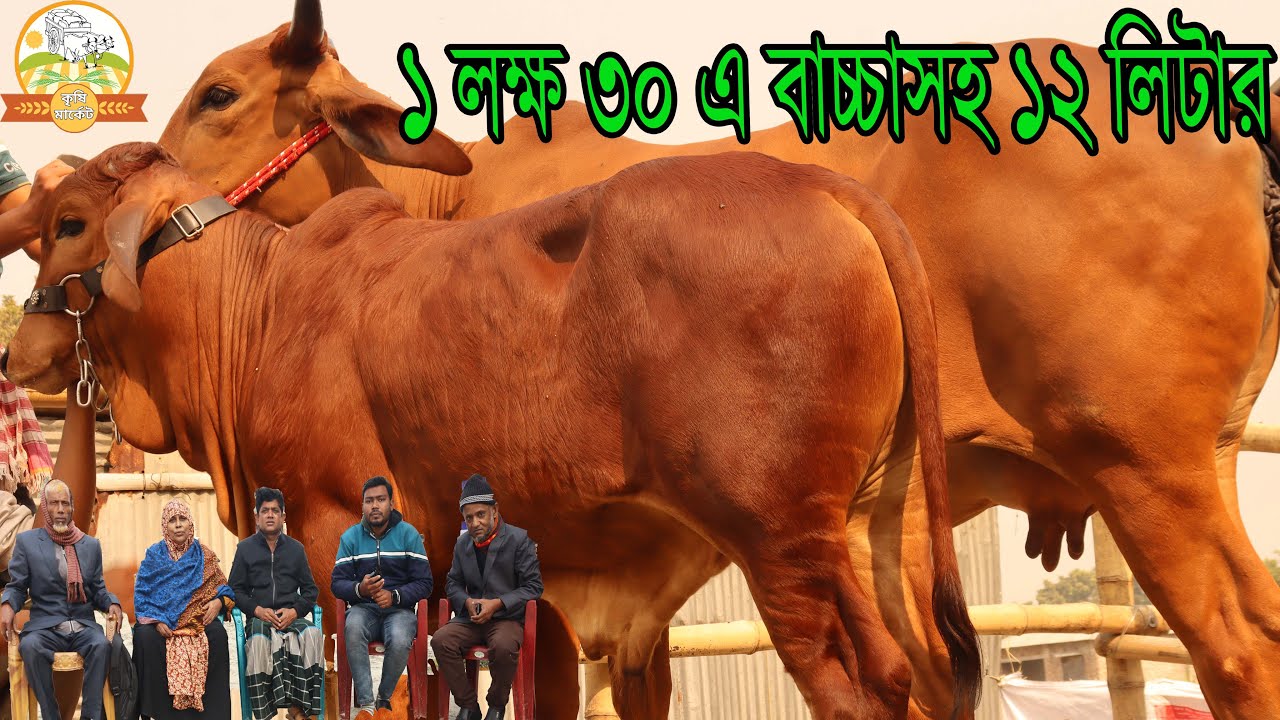 ১ লক্ষ ৩০ এ বাচ্চাসহ ১২ লিটার দুধের গাভী । একদম মাংসের দামে ব্রাহামা বাচ্চা গাভী কাস্টমার যা বললেন