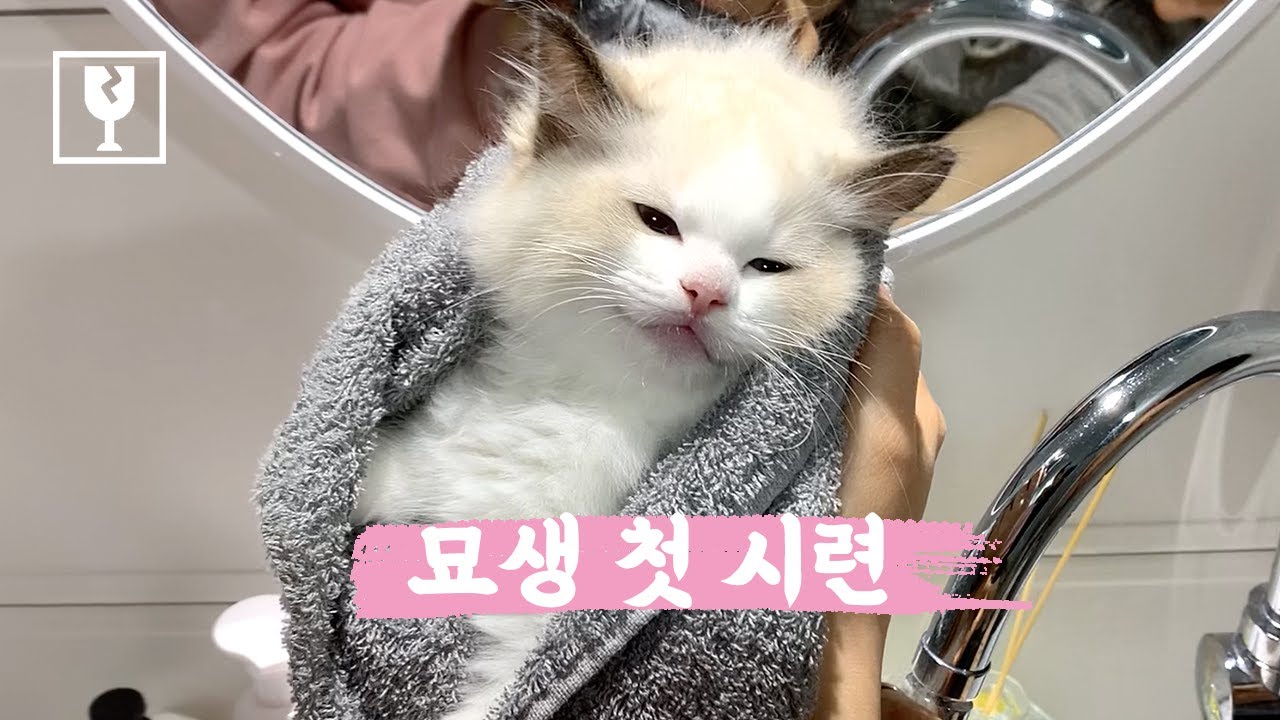 아기고양이에게 첫 목욕... 아니 첫 엉덩이 목욕(?)을 해줬어요.