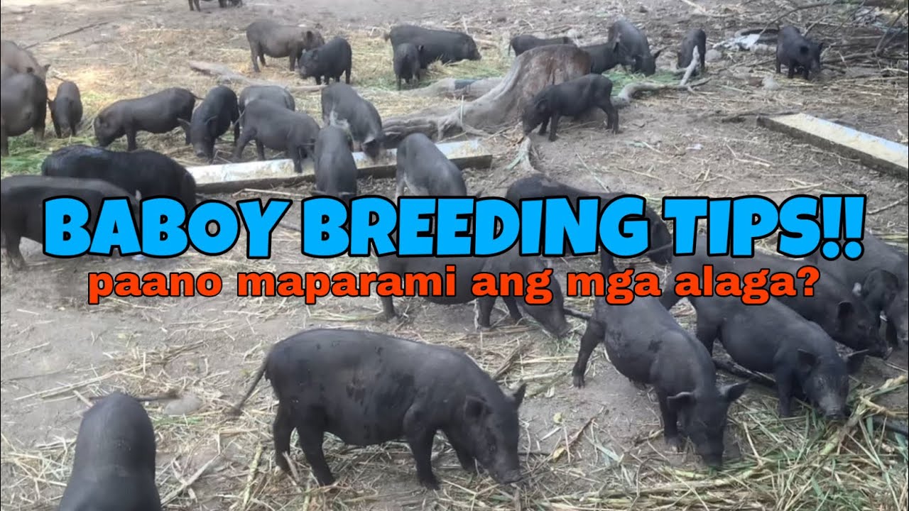 Tips sa Pagpaparami ng mga Alagang Baboy