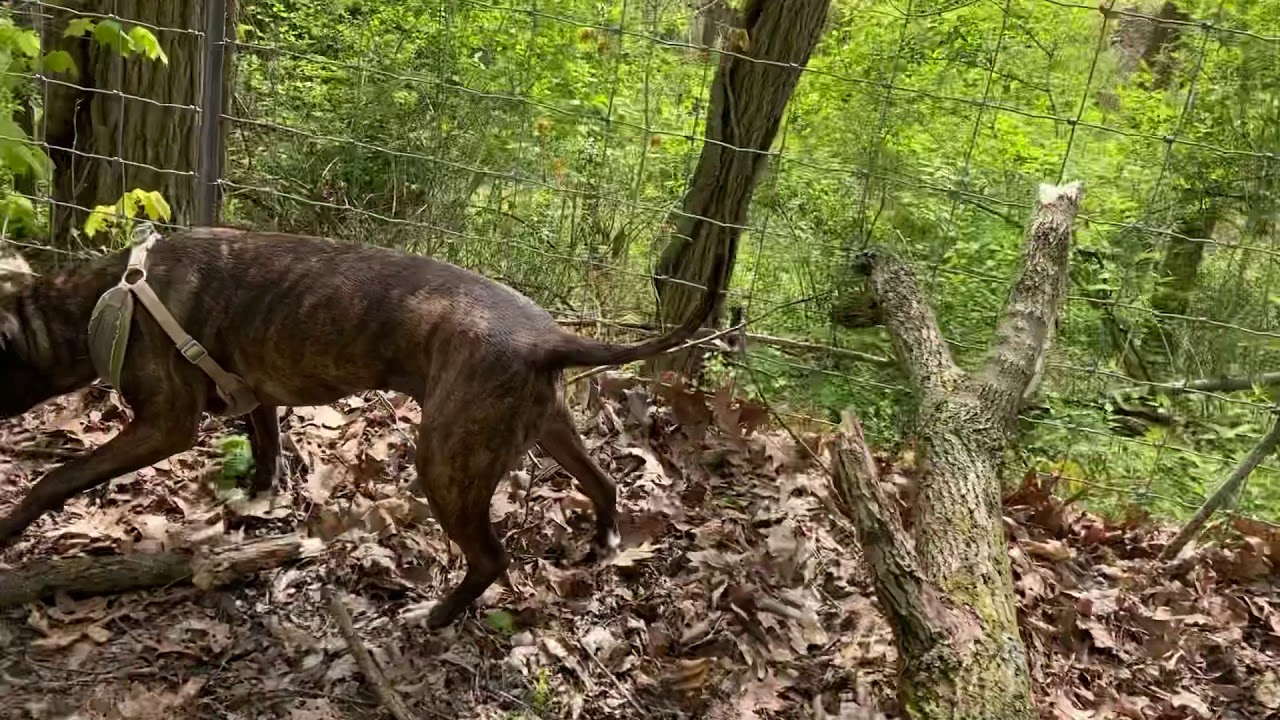 JoJo & Moose Go To Fort Laurens