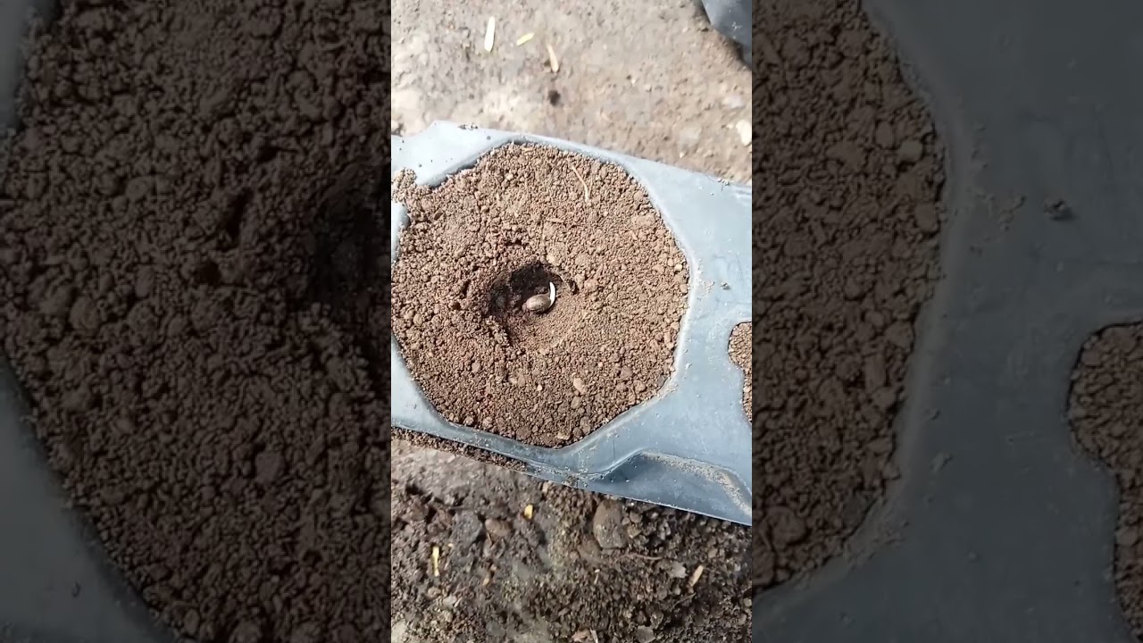 germination des graines de cannabis termin&eacute; maintenant c'est la mise en terre 😉