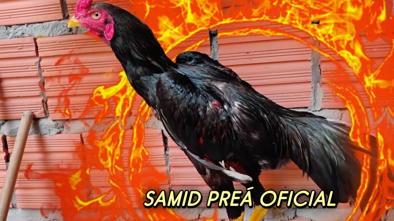 SAMID PREÁ OFICIAL dia de limpeza meus amigos 👌